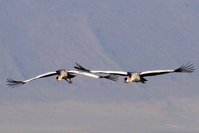 2 Days Joined Group Tarangire and Ngorongoro Crater National Park - Should you book the Tarangire and Ngorongoro two-day safari?
