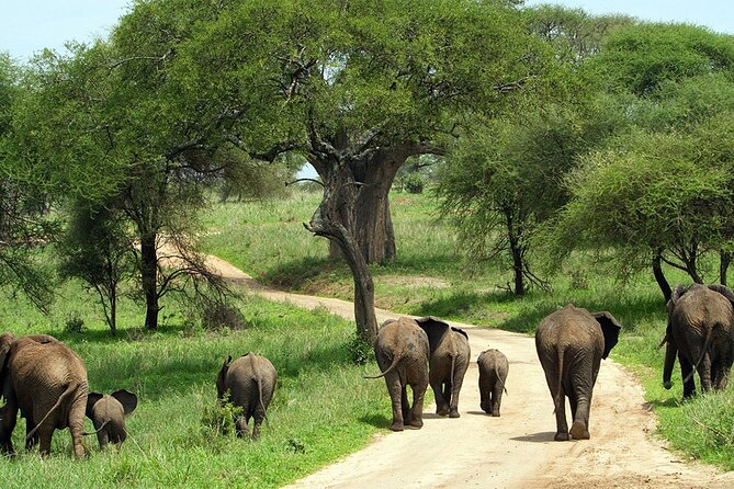 2 days Majestic Tanzania safari Tarangire and Ngorongoro Crater - A campsite night that keeps the safari moving