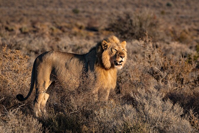 2 Days Mid Range Private Safari in Tarangire and Ngorongoro - What mid-range means here
