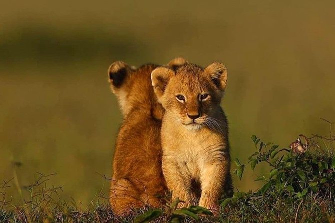 2 days Mid Range Safari in Ngorongoro and Tarangire Big 5 Parks - Why these two parks work well in only two days