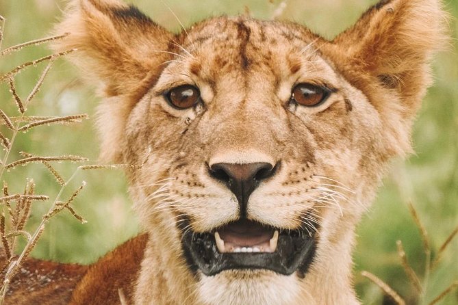2 days Mid Range Safari in Ngorongoro and Tarangire Big 5 Parks - Ngorongoro Crater: the strongest wildlife day