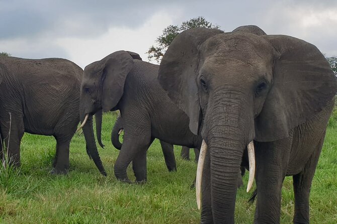 2 Days Mikumi National Park Safari From Dar es salaam or Zanzibar - Wildlife: what you may see in two days