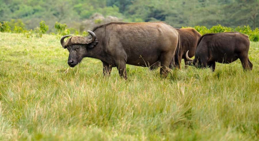 2 DAYS - MIKUMI PARK FROM DAR ES SALAAM BY LUXURY TRAIN - Practical advice before you go