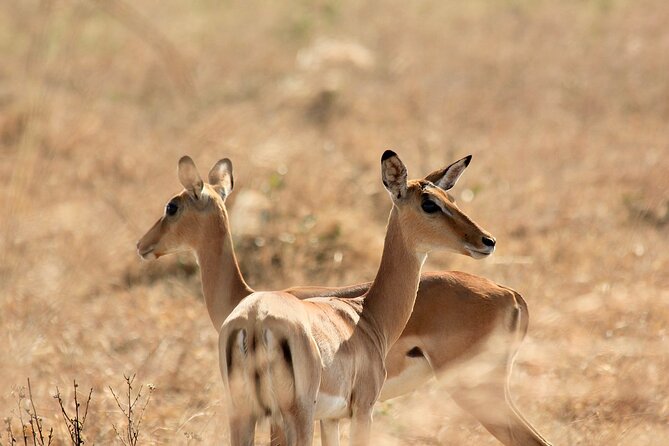 2 Days Mikumi Private Safari from Zanzibar with Accommodation - Why Mikumi works for a short Zanzibar safari