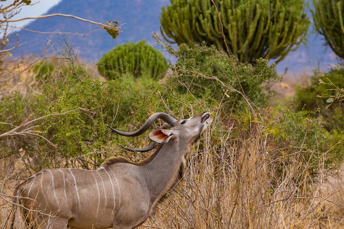 2 Days Mikumi Private Safari from Zanzibar with Accommodation - What the guide can add to a short safari