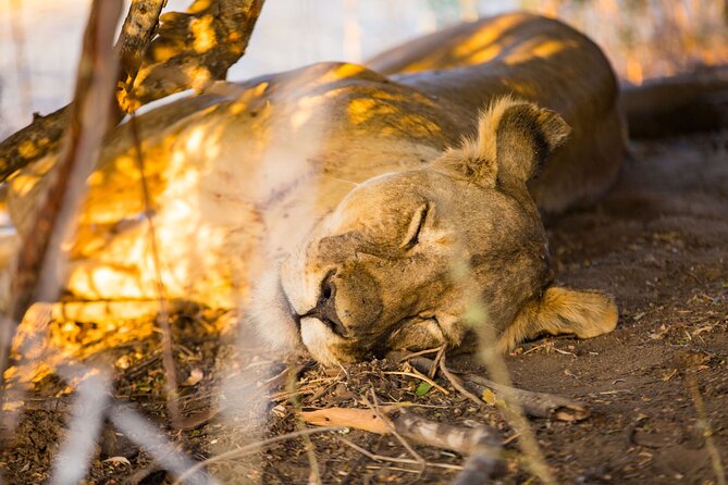 2 Days Mikumi Private Safari from Zanzibar with Accommodation - Comfort, timing, and the road trade-off