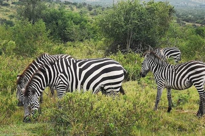 2 Days - Mikumi safari depart from Zanzibar or Dar es salaam - Key points to know before you book