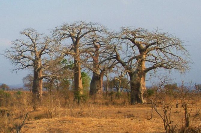2 Days - Mikumi safari depart from Zanzibar or Dar es salaam - Day one: afternoon wildlife search and overnight stay