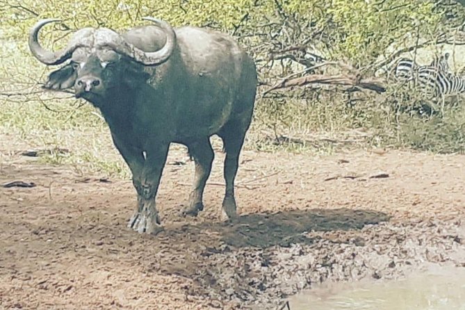 2 Days - Mikumi safari depart from Zanzibar or Dar es salaam - A private format with real schedule advantages