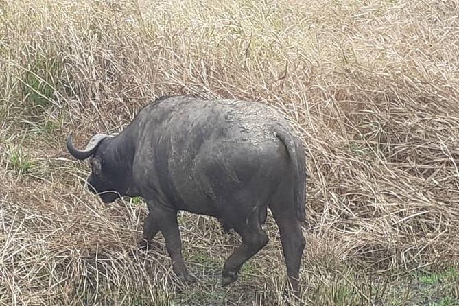 2 Days - Mikumi safari depart from Zanzibar or Dar es salaam - What past bookings reveal about the experience