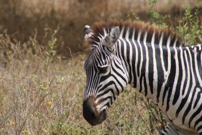 2 days private lodge safari