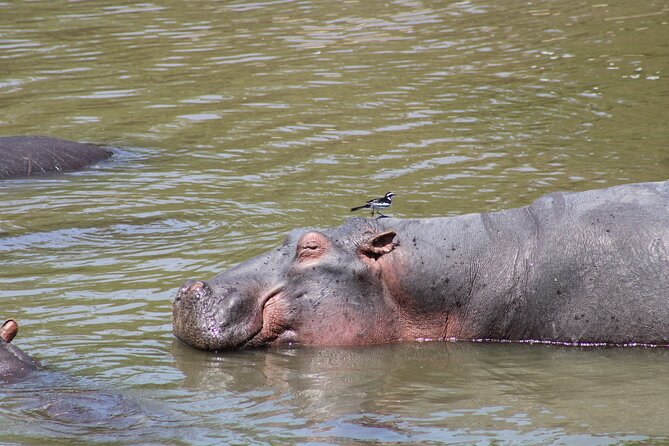 2 days private lodge safari - Why the guide makes or breaks the day