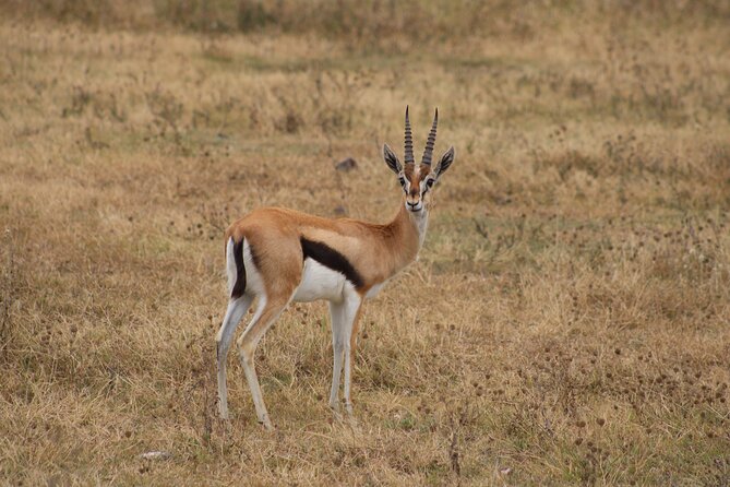 2 days private lodge safari - What the $1,600 price includes