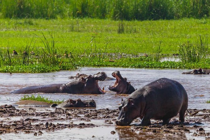 2 Days Private Midrange Safari from and back to Zanzibar - Lunch by the hippo pool