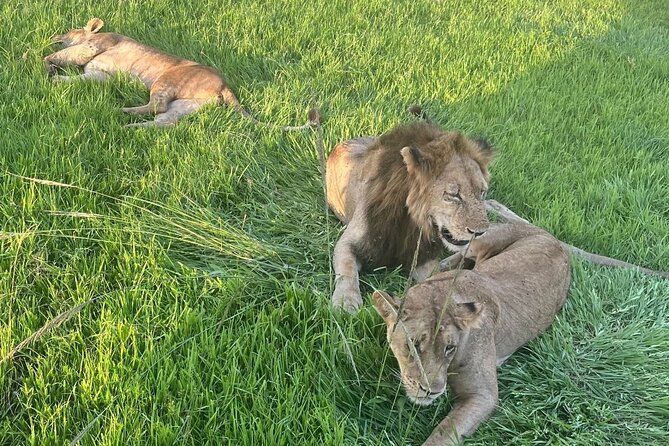 2 days private safari to Mikumi N park from Zanzibar or Dsm - What Makes This Short Safari Worth Considering