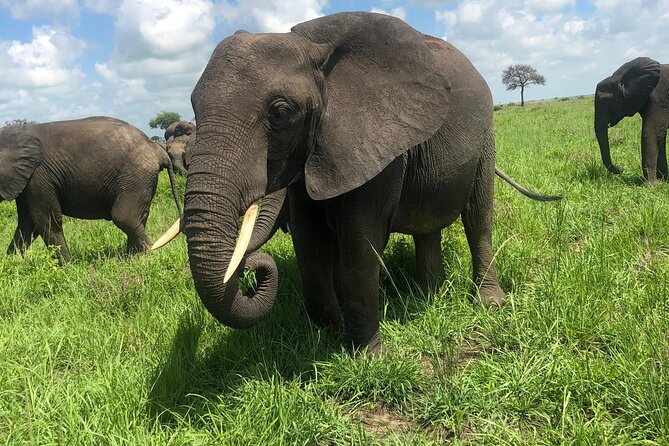 2 days private safari to Mikumi N park from Zanzibar or Dsm - Leaving Dar es Salaam for Mikumi