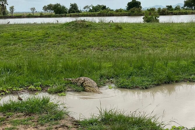 2 days private safari to Mikumi N park from Zanzibar or Dsm - The 6:30 AM Game Drive on Day Two