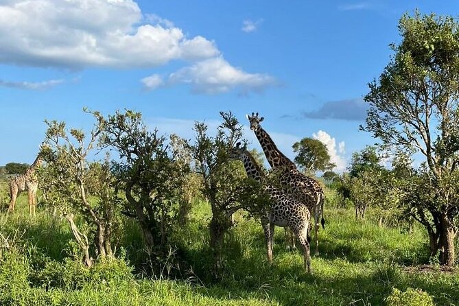 2 days private safari to Mikumi N park from Zanzibar or Dsm - Meals, Water, and Camp Stay