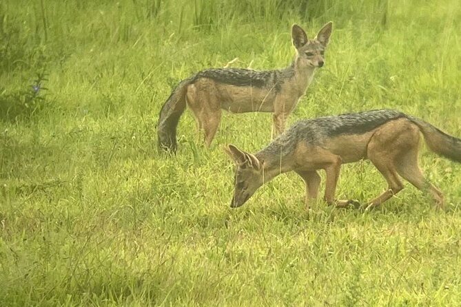 2 days private safari to Mikumi N park from Zanzibar or Dsm - Afternoon Animals and the Hippo Dam Sunset