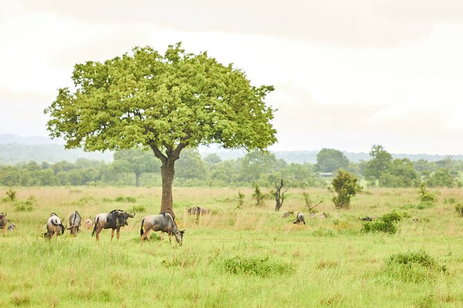 2 Days Private Safari Tour of Mikumi - Day two: the main search for Mikumi wildlife