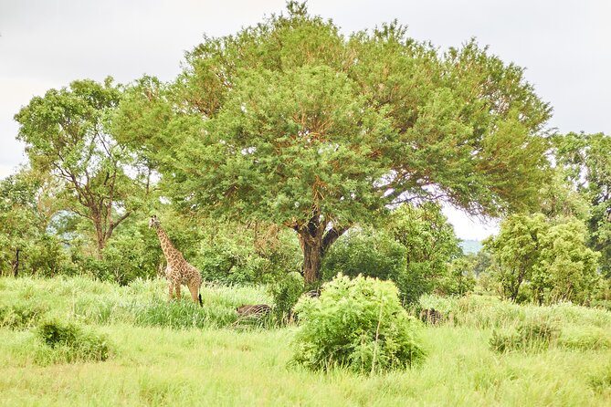 2 Days Private Safari Tour of Mikumi - What the private format changes