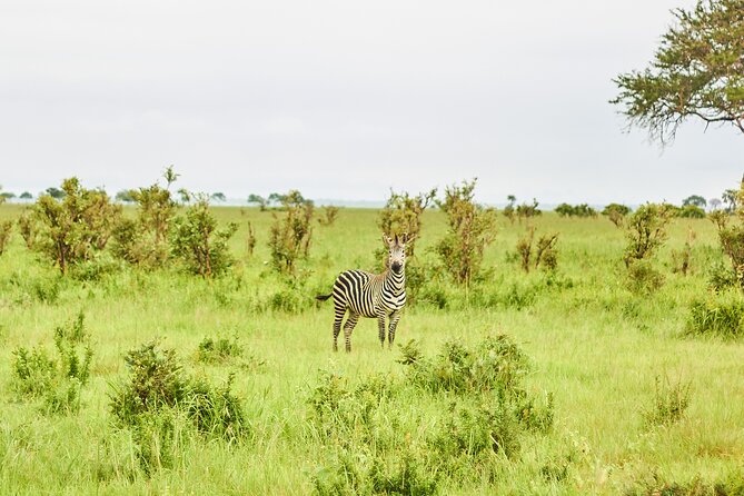 2 Days Private Safari Tour of Mikumi - What the $742 price includes, and what it does not