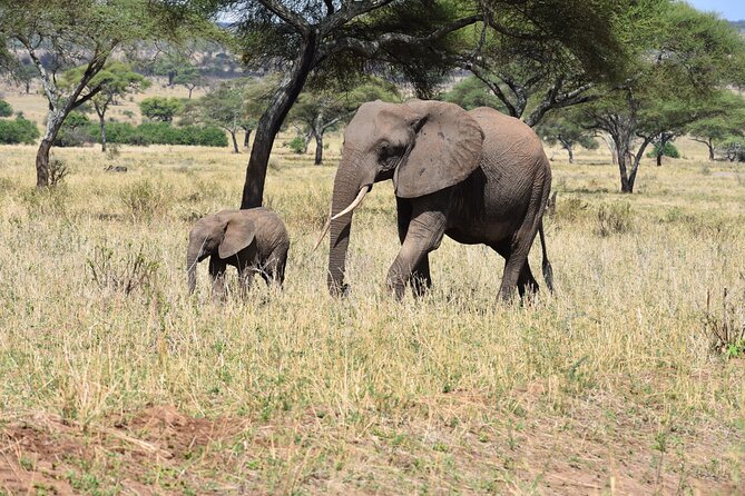 2-Days Private The Ultimate Tanzania Safari Tour - Why this two-day safari works