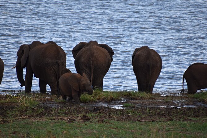 2-Days Private The Ultimate Tanzania Safari Tour - Day two in Ngorongoro Crater: wildlife inside a volcanic bowl