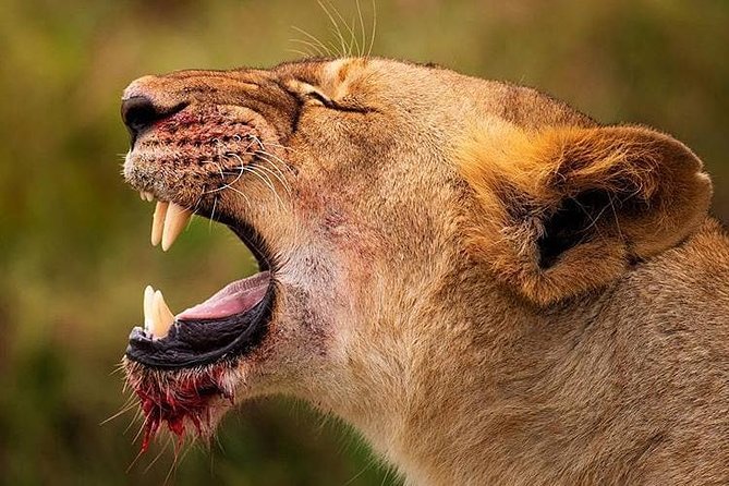 2 days quick trip to Mikumi National park - Why Mikumi works well for a two-day safari
