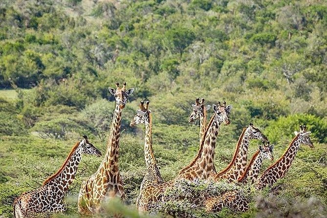 2 days quick trip to Mikumi National park - What the $540 price means