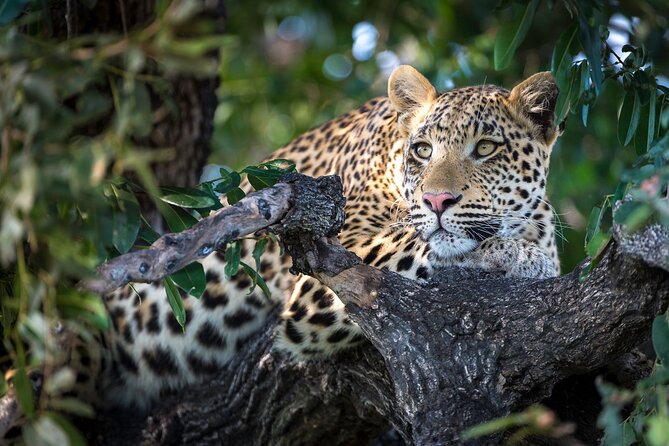 2 Days Ruaha National park - Sleeping in Ruaha park bandas