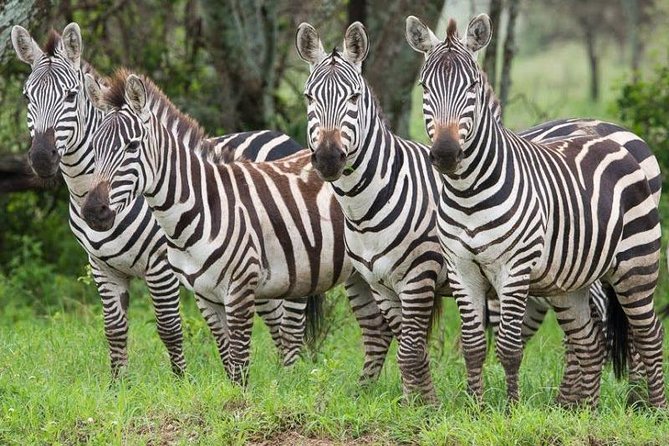 2 Days Ruaha National park - What the $450 price really covers