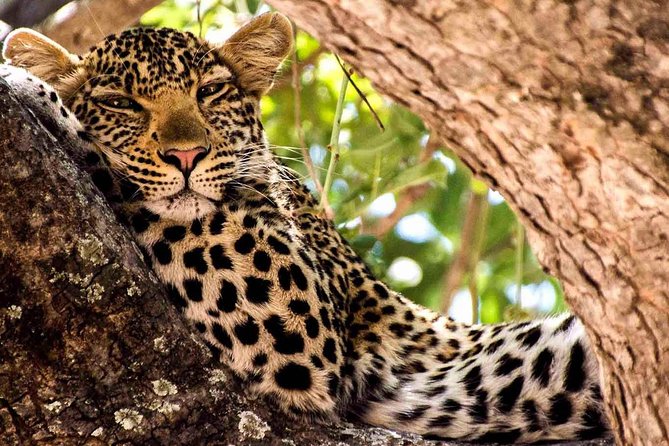 2 Days Ruaha National park - Who should book this Ruaha trip