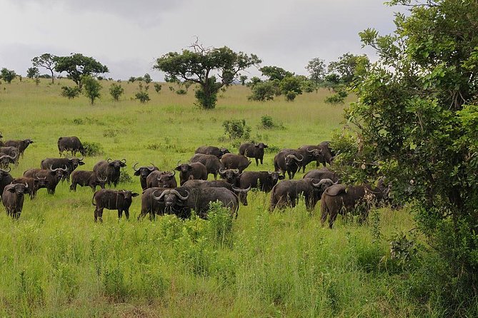 2 Days Saadani National Park From Zanzibar - Key points to know before booking