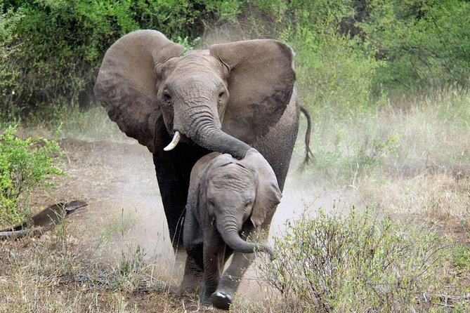 2 Days Saadani National Park From Zanzibar - Why Saadani works as a Zanzibar side trip