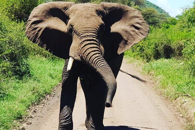 2 Days Saadani National Park From Zanzibar - The wildlife: good variety, no promises