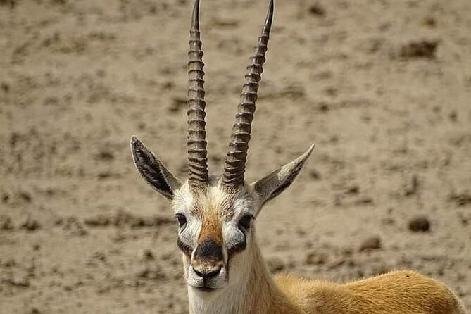 2 Days Saadani National Park From Zanzibar - What the $860.24 price includes