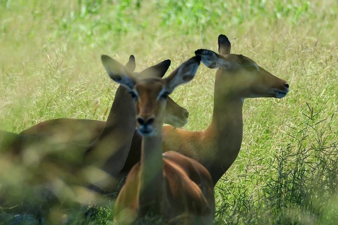 2 Days Saadani National Park From Zanzibar - Who will get the most from this safari