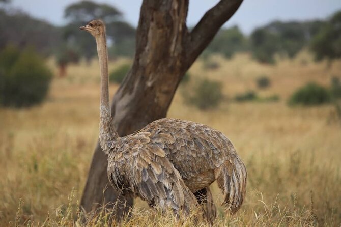 2 Days Safari in Tarangire and Ngorongoro Crater - Why Tarangire makes a strong first safari day