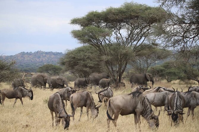2 Days Safari in Tarangire and Ngorongoro Crater - What a private safari changes