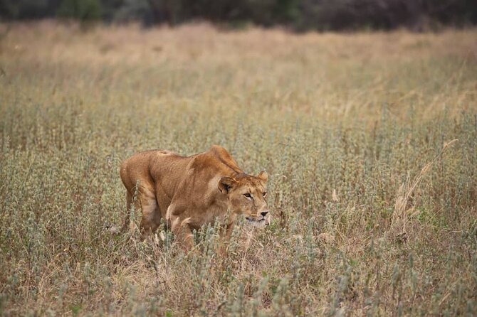 2 Days Safari in Tarangire and Ngorongoro Crater - Ngorongoro Crater in one concentrated morning