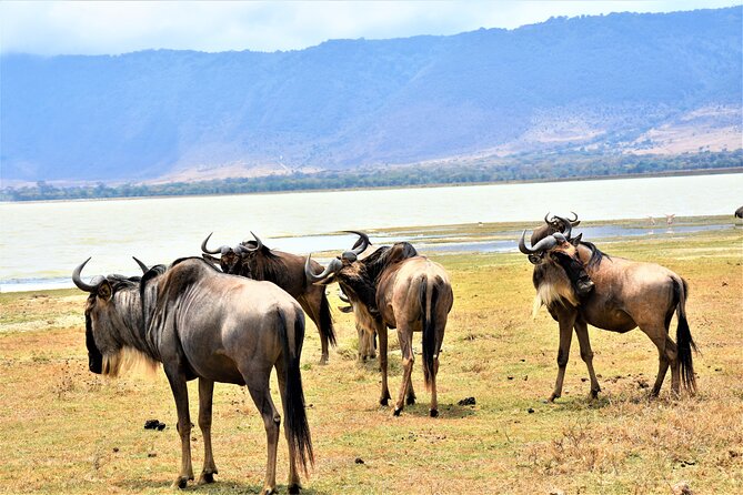 2 Days Safari through Tarangire NP and Lake Manyara NP - What you might see in Tarangire