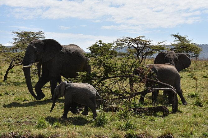 2 Days Safari through Tarangire NP and Lake Manyara NP - Mto wa Mbu brings a cultural pause