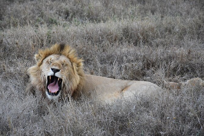 2 Days Safari through Tarangire NP and Lake Manyara NP - Private touring and communication with Arona Safari Tanzania