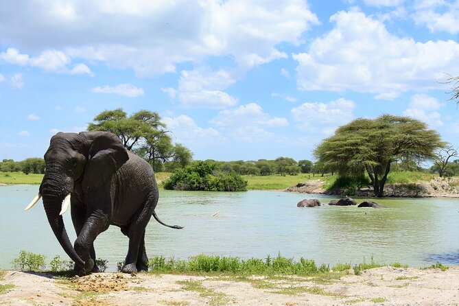 2 Days Safari through Tarangire NP and Lake Manyara NP - Day one: a full wildlife day in Tarangire