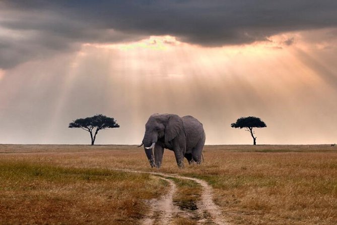 2 Days Selous Game Reserve Safari from Zanzibar or Dar es salaam - Day one: airstrip pickup and a full-day game drive