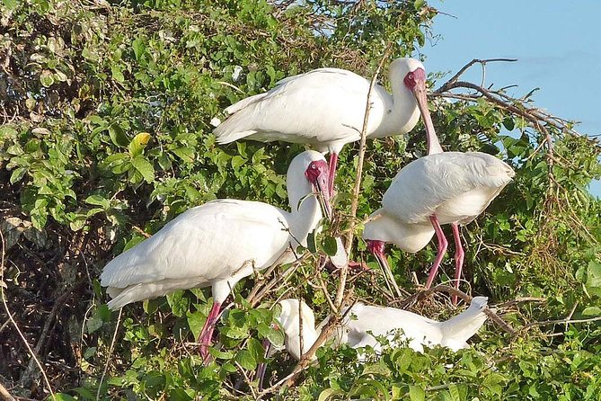 2 Days Selous Game Reserve Safari from Zanzibar or Dar es salaam - Day two: Lake Manze by boat
