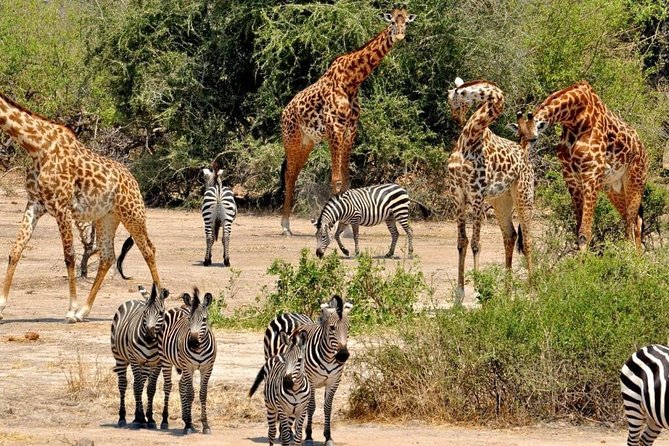 2 Days Selous Game Reserve Safari from Zanzibar or Dar es salaam - Should you book the Nyerere two-day safari?
