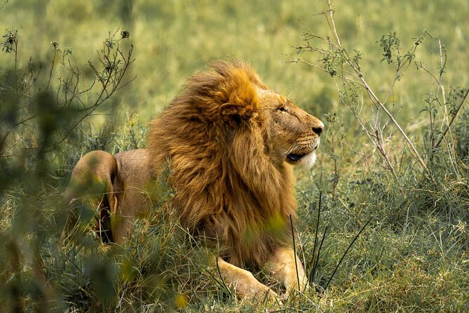 2 Days Tanzania Midrange Group Join Safari - A compact route through northern Tanzania