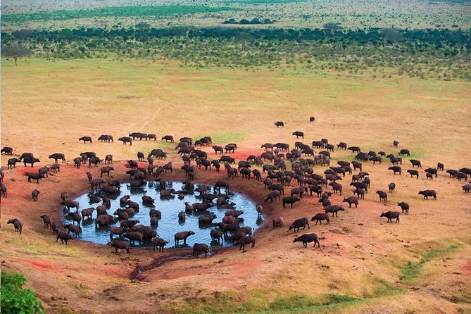 2 Days Tanzania Safari - Lake Manyara and Tarangire National Park - An overnight at Kizumba Tented Lodge